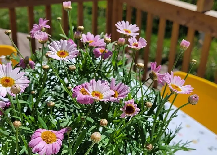 Solvillan Oda ve Kahvaltı *